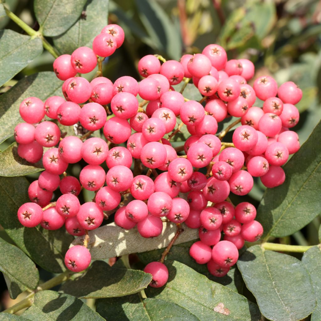 Pihlaja - Sorbus