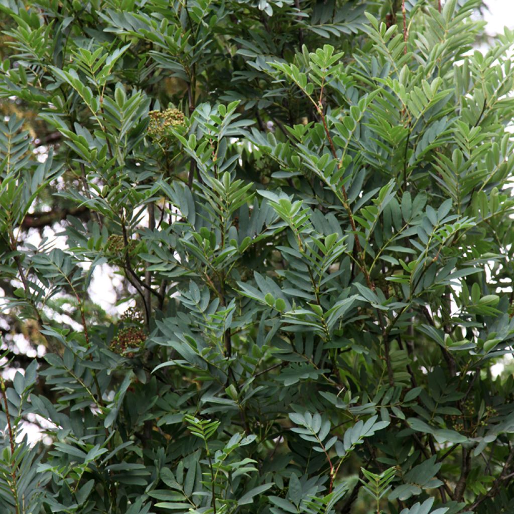 Pihlaja - Sorbus
