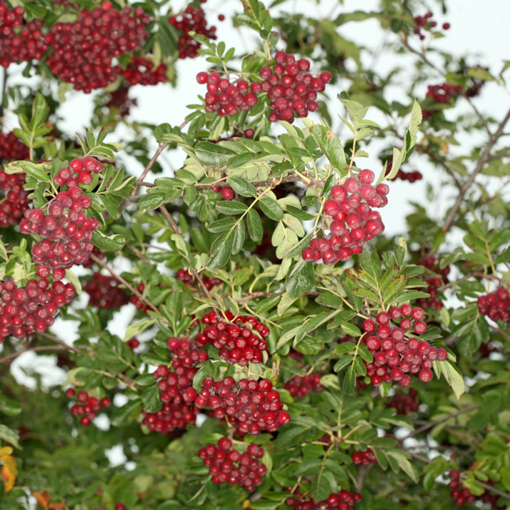 Sorbus x Pyrus Rubinowaja