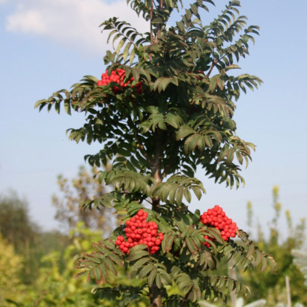 Pihlaja Fastigiata