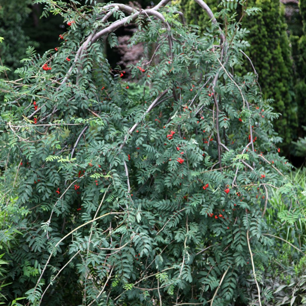 Pihlaja Pendula