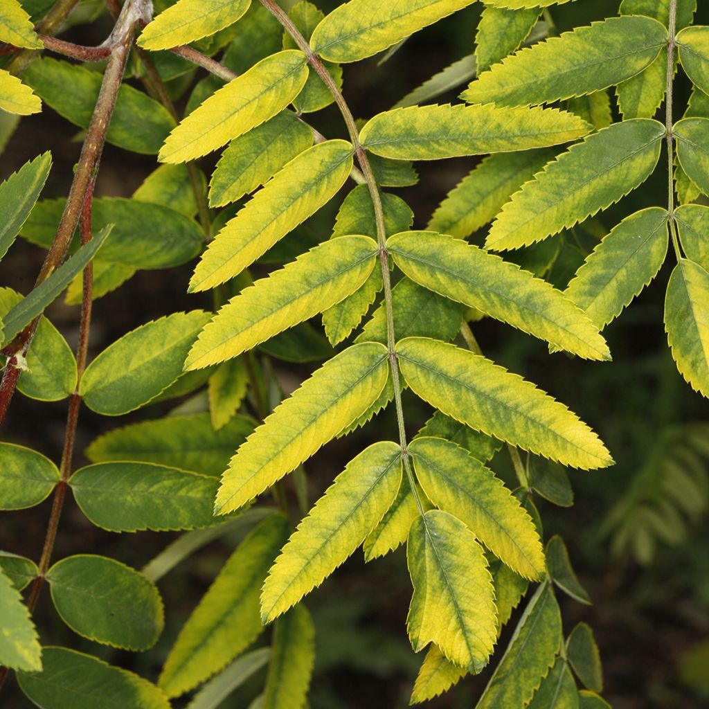 Pihlaja Pendula Variegata