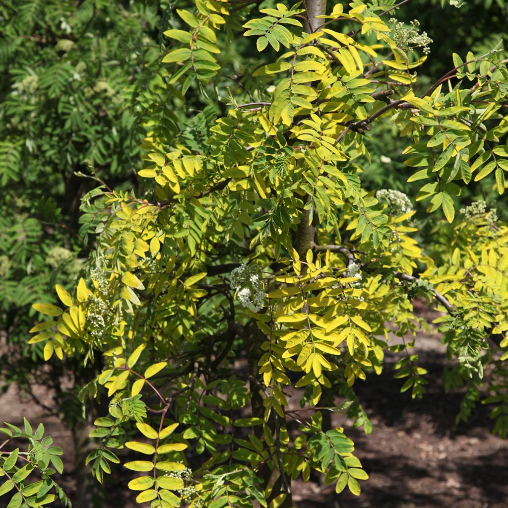 Pihlaja Pendula Variegata