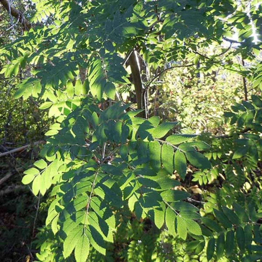 Pihlaja - Sorbus aucuparia