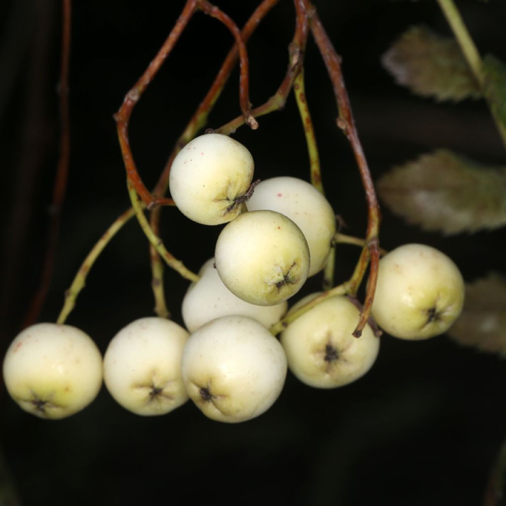 Pihlaja - Sorbus filipes