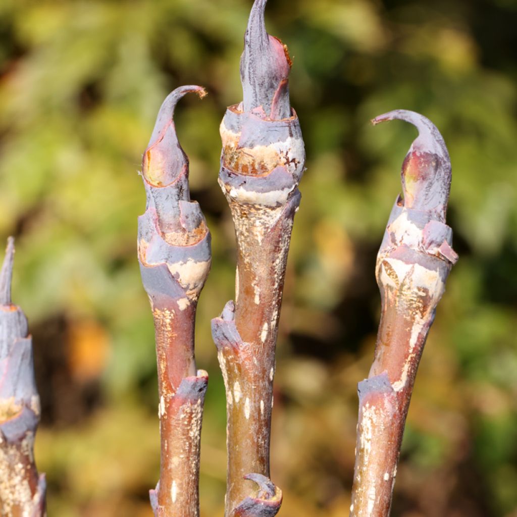 Fujinpihlaja - Sorbus matsumurana