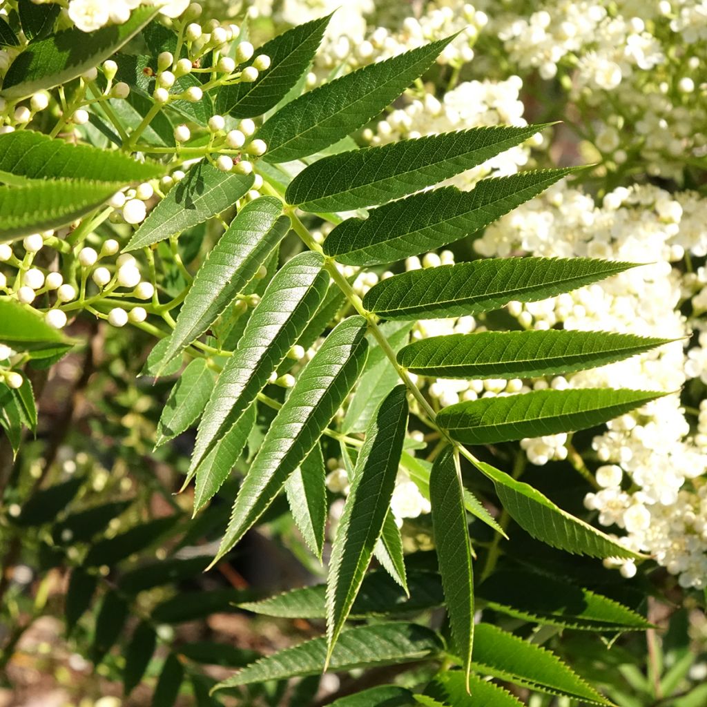 Pihlaja - Sorbus wilfordii