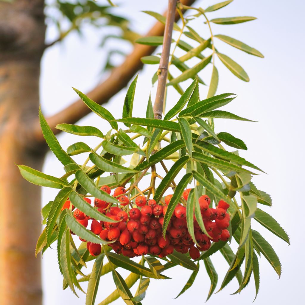 Pihlaja - Sorbus wilfordii
