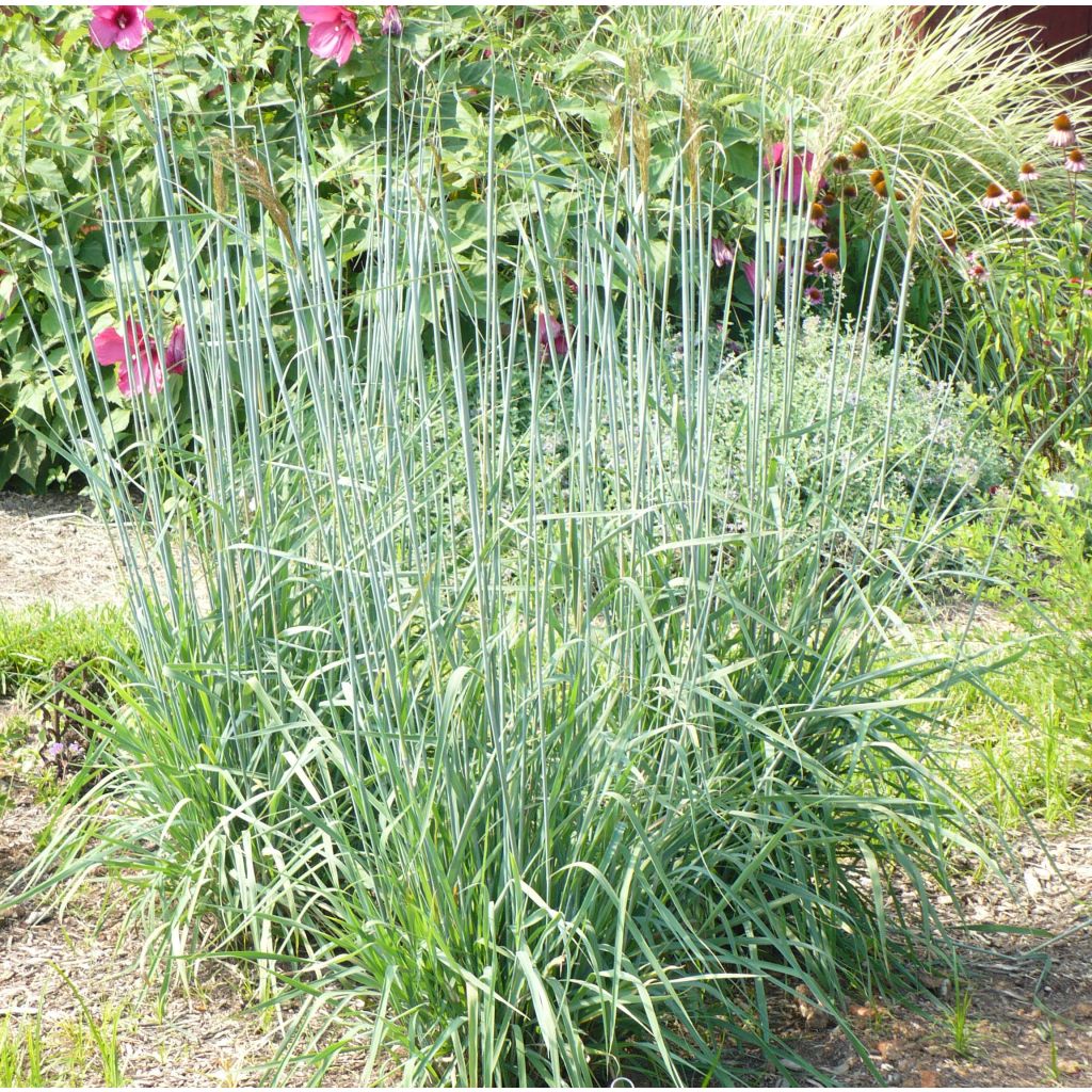 Sorghastrum nutans Sioux Blue - Herbe des Indiens bleu métallique