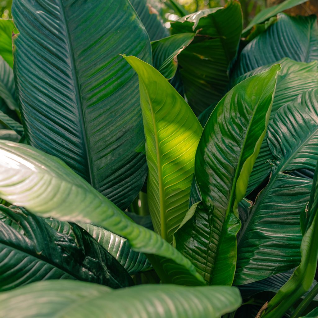 Spathiphyllum ‘Gorgusis No. 1 Sensation