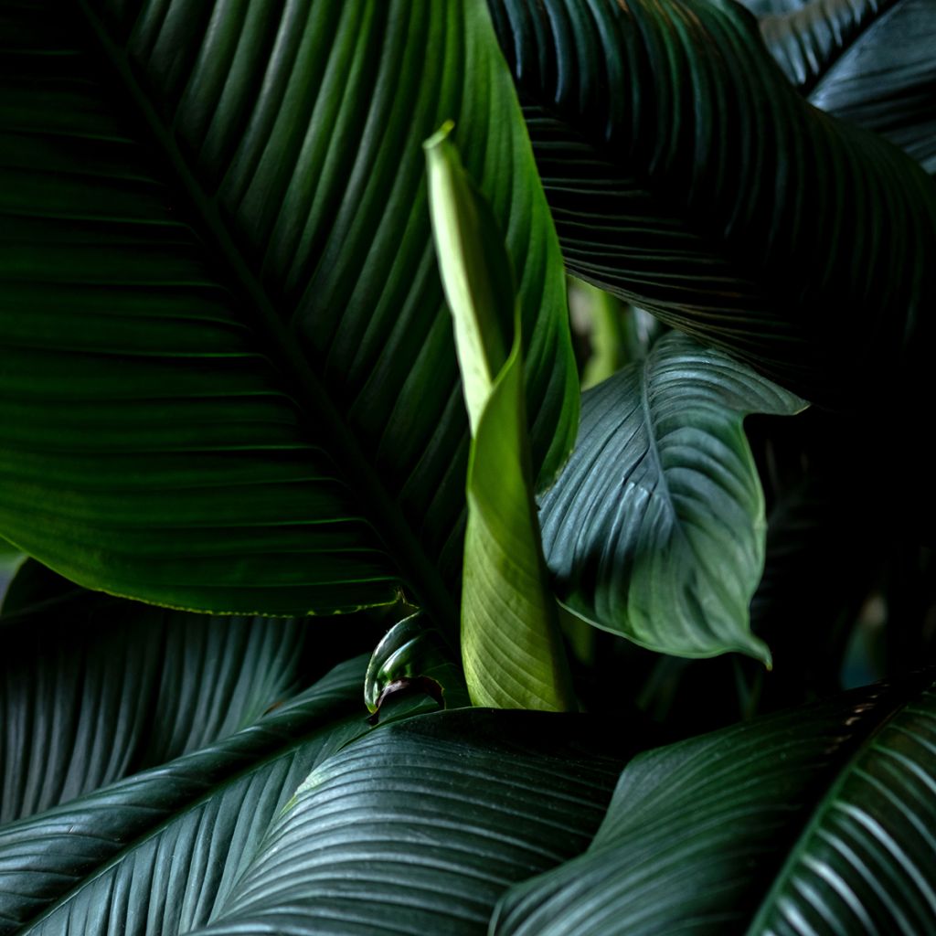 Spathiphyllum ‘Gorgusis No. 1 Sensation