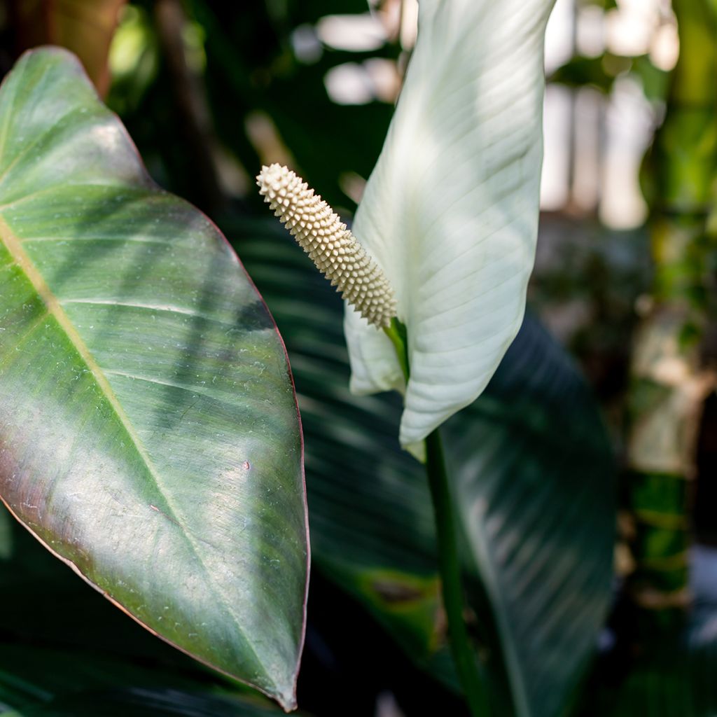 Spathiphyllum ‘Gorgusis No. 1 Sensation