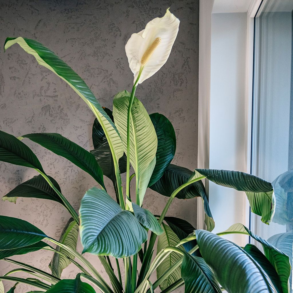 Spathiphyllum ‘Gorgusis No. 1 Sensation
