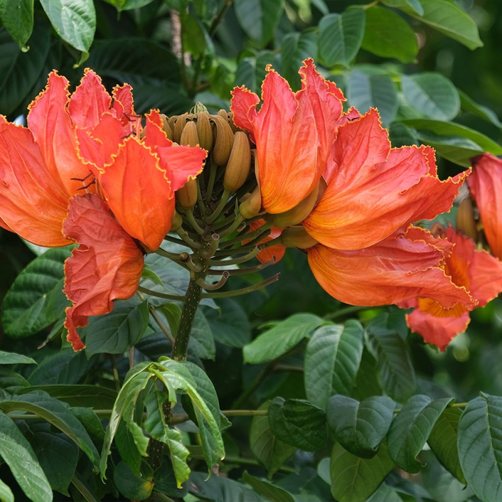 Tulppaanitrumpetti - Spathodea campanulata