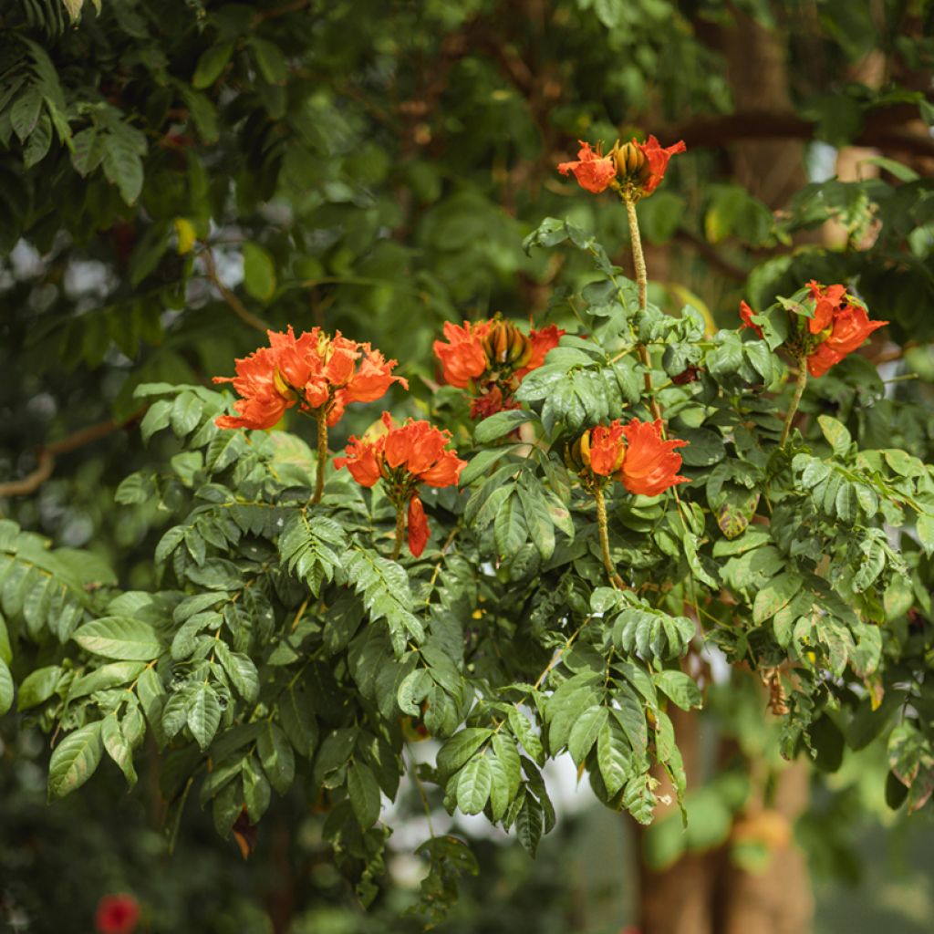 Tulppaanitrumpetti - Spathodea campanulata