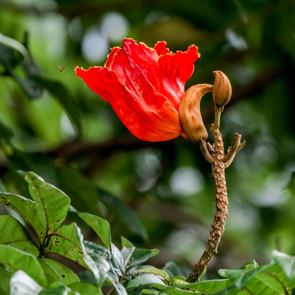 Tulppaanitrumpetti - Spathodea campanulata