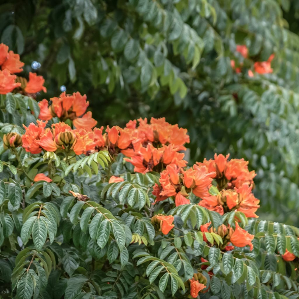 Tulppaanitrumpetti - Spathodea campanulata