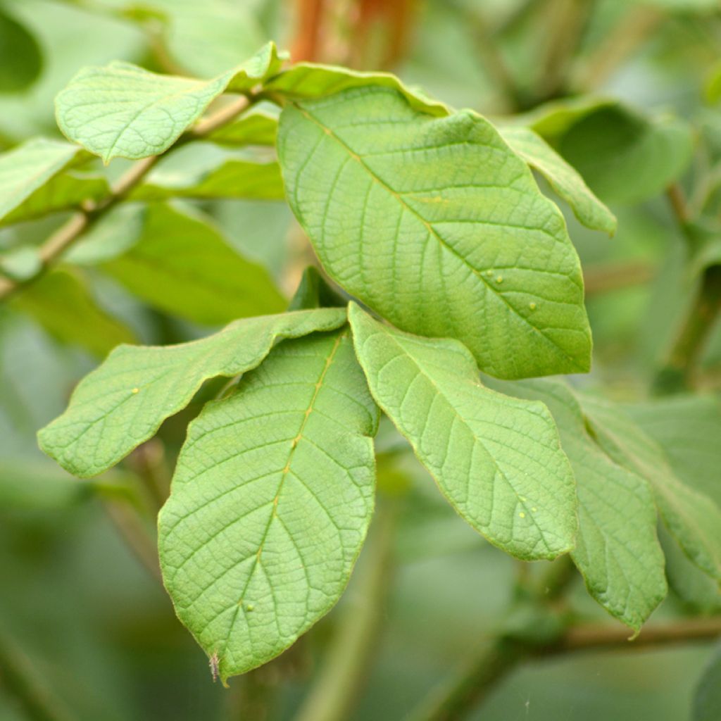 Tulppaanitrumpetti - Spathodea campanulata