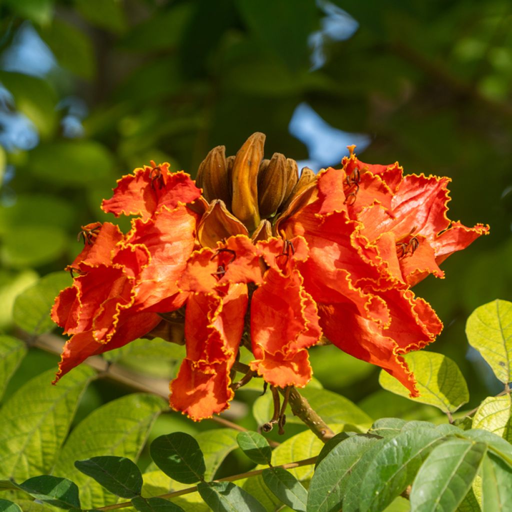 Tulppaanitrumpetti - Spathodea campanulata