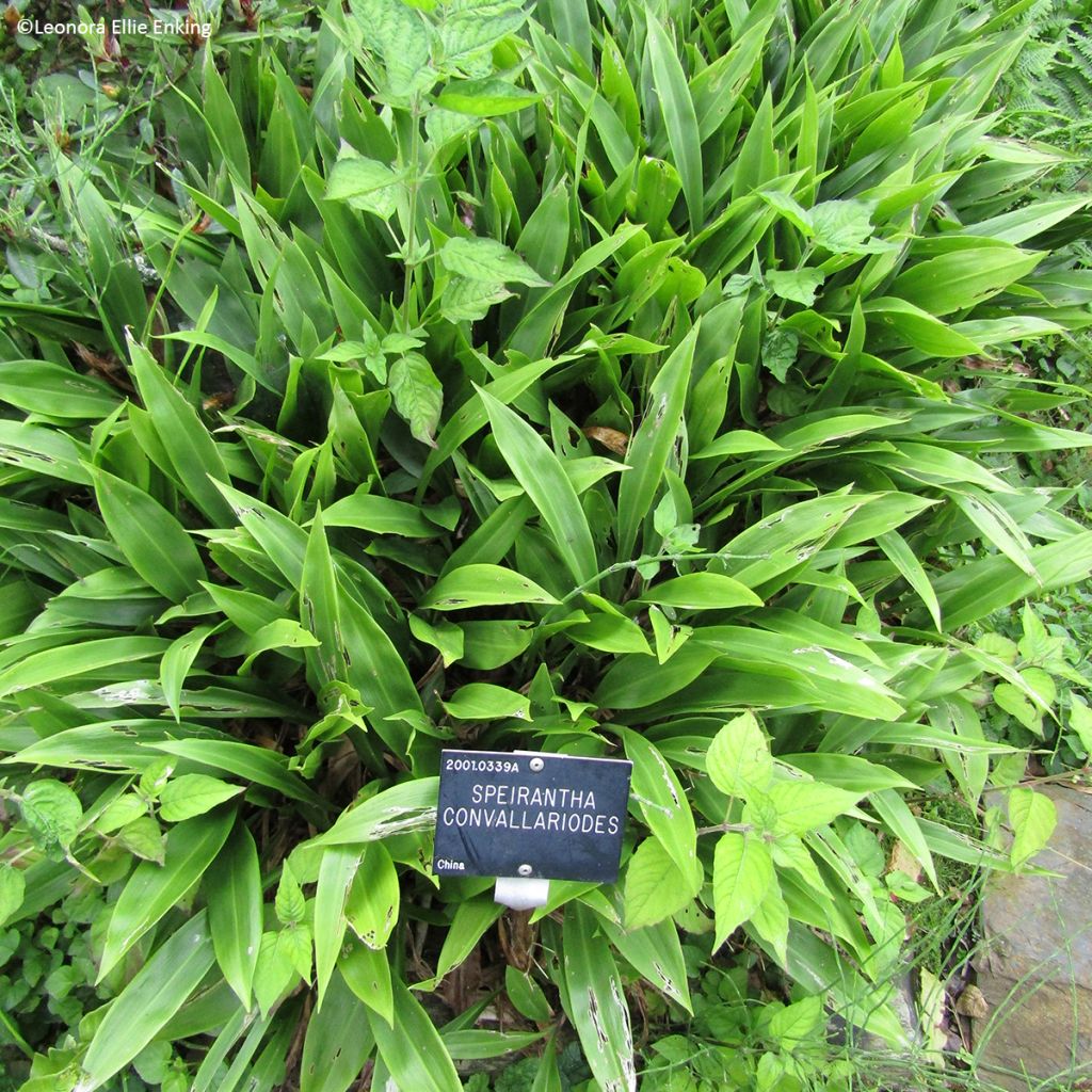 Speirantha convallarioides