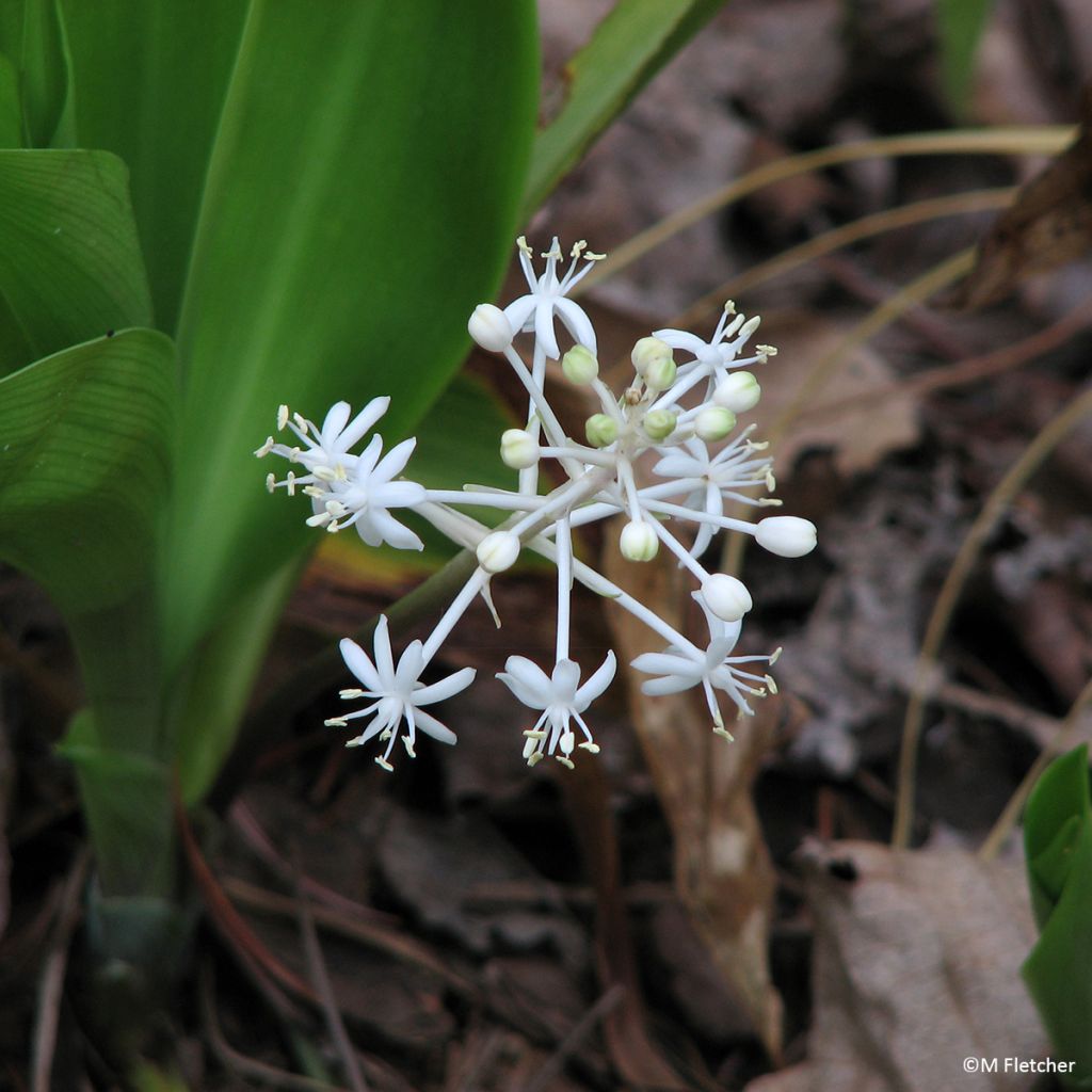 Speirantha convallarioides