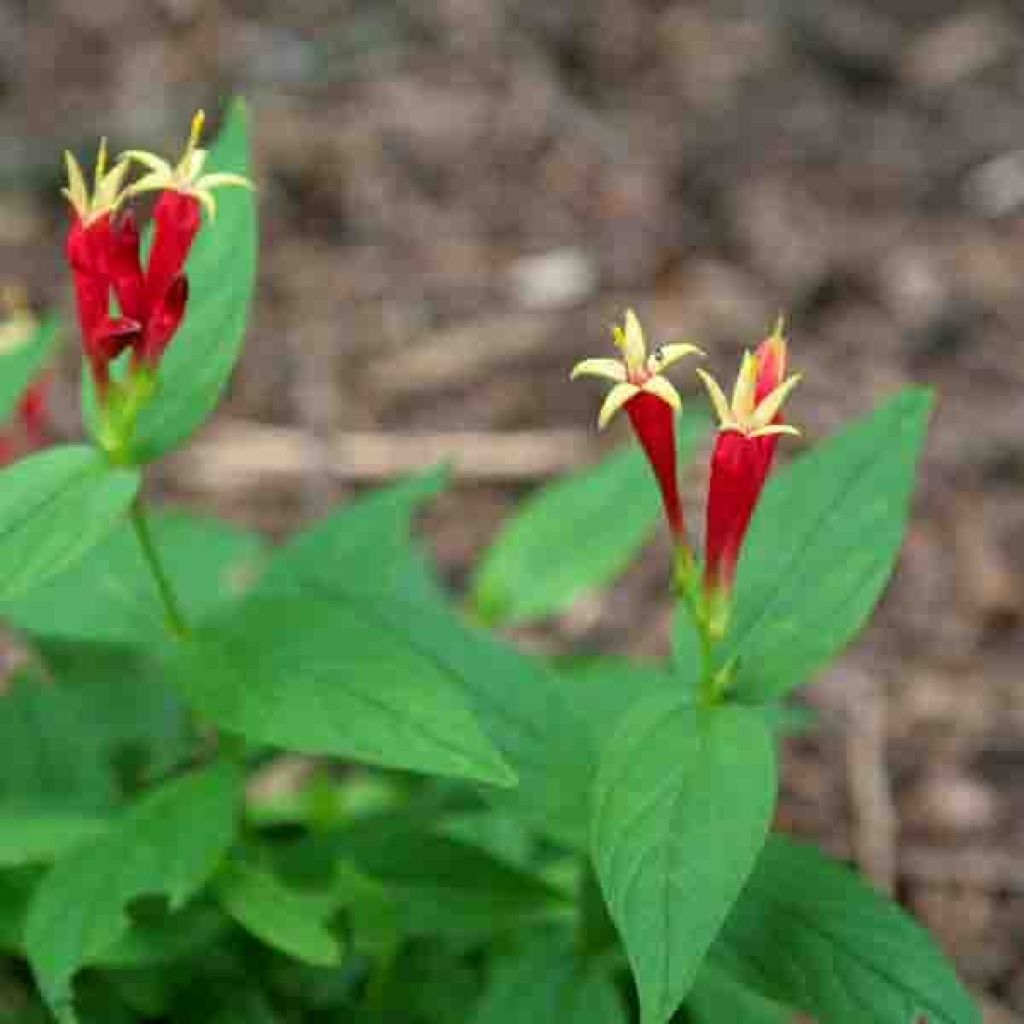 Spigelia marilandica Spigelia marilandica