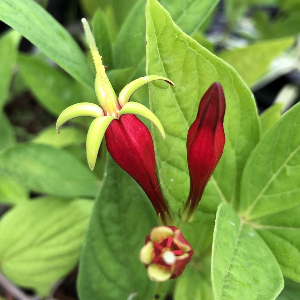 Spigelia marilandica Spigelia marilandica