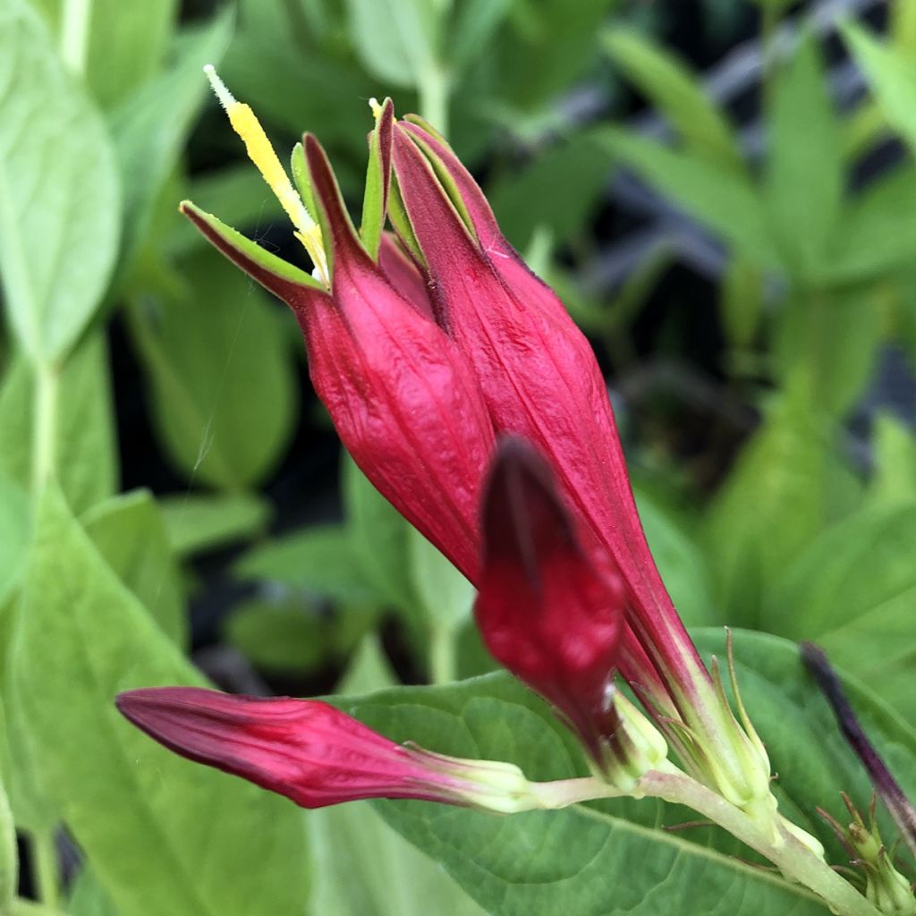 Spigelia marilandica Spigelia marilandica