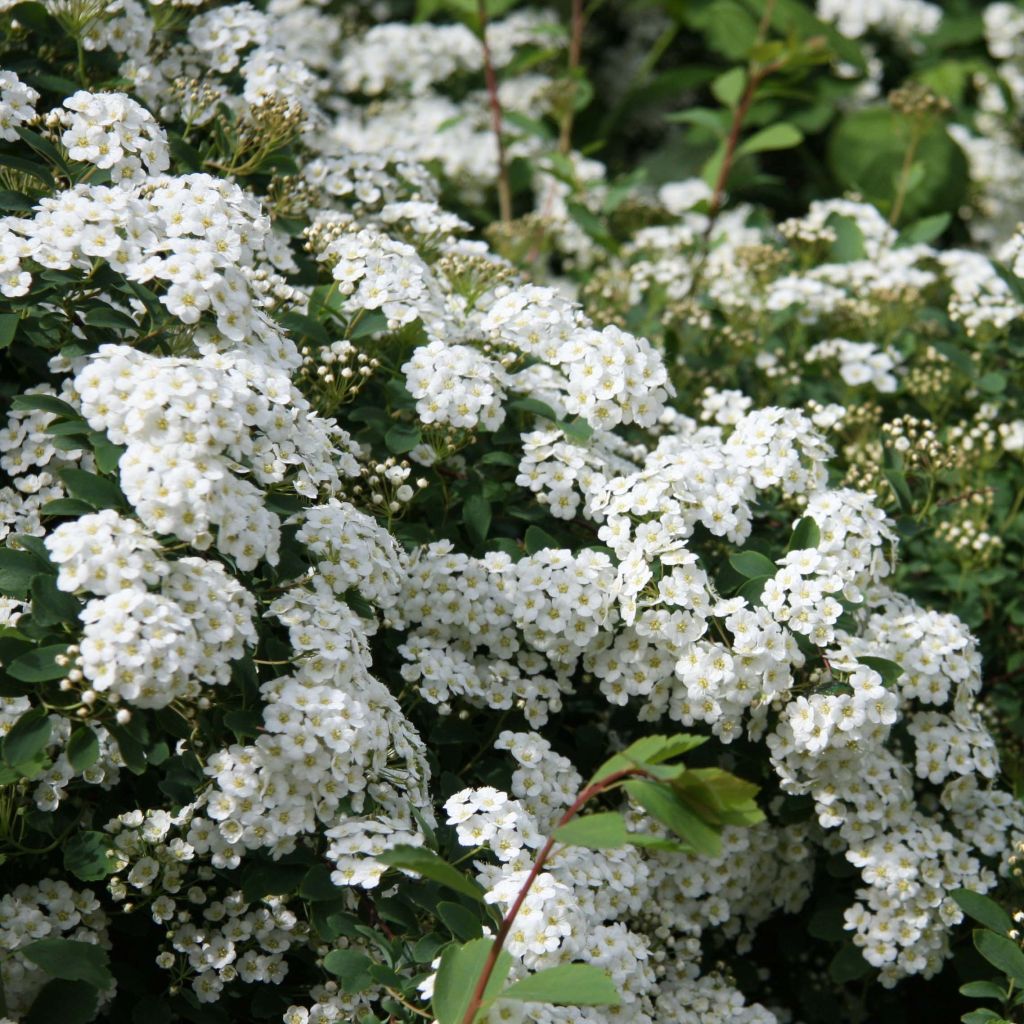 Morsiusangervo Alba