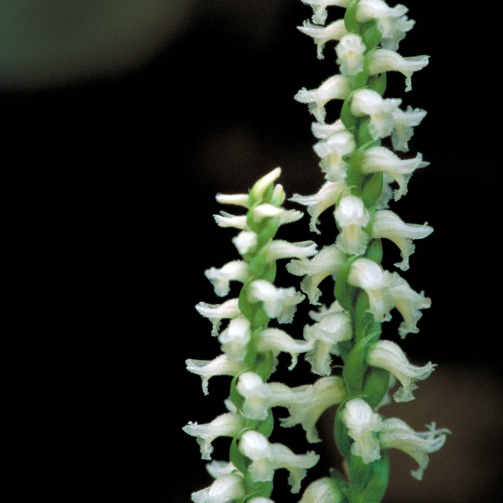 Spiranthes cernua var odorata Chadd's Ford