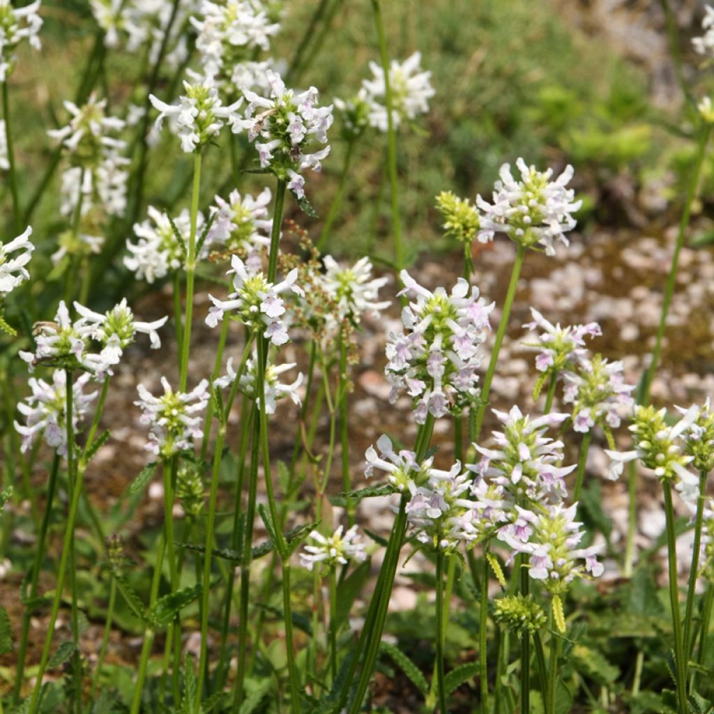 Rohtopähkämö Alba