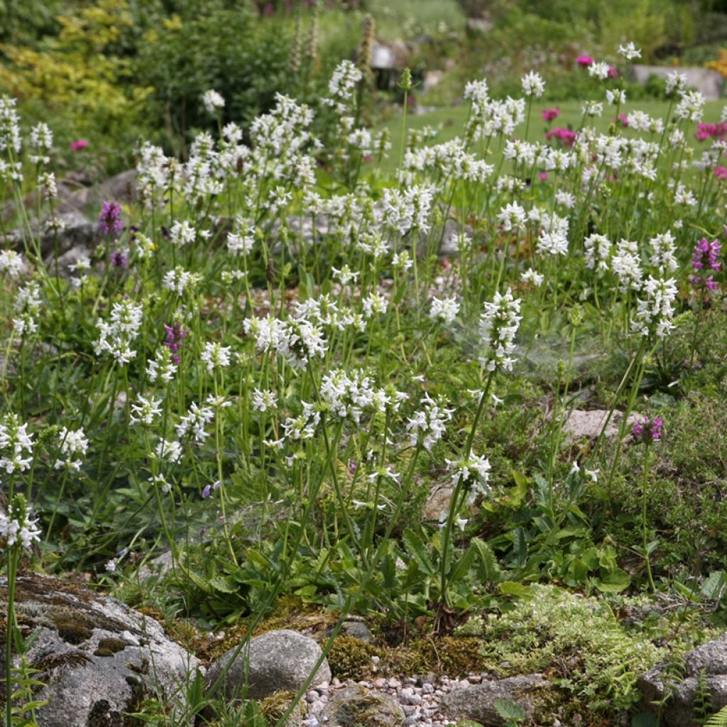 Rohtopähkämö Alba