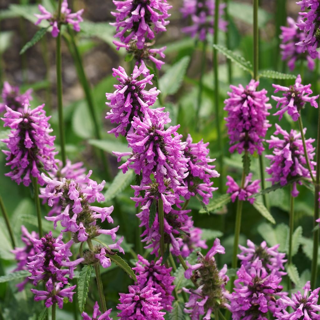 Rohtopähkämö - Stachys officinalis