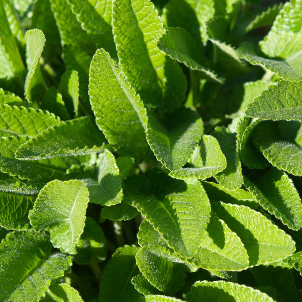 Rohtopähkämö - Stachys officinalis