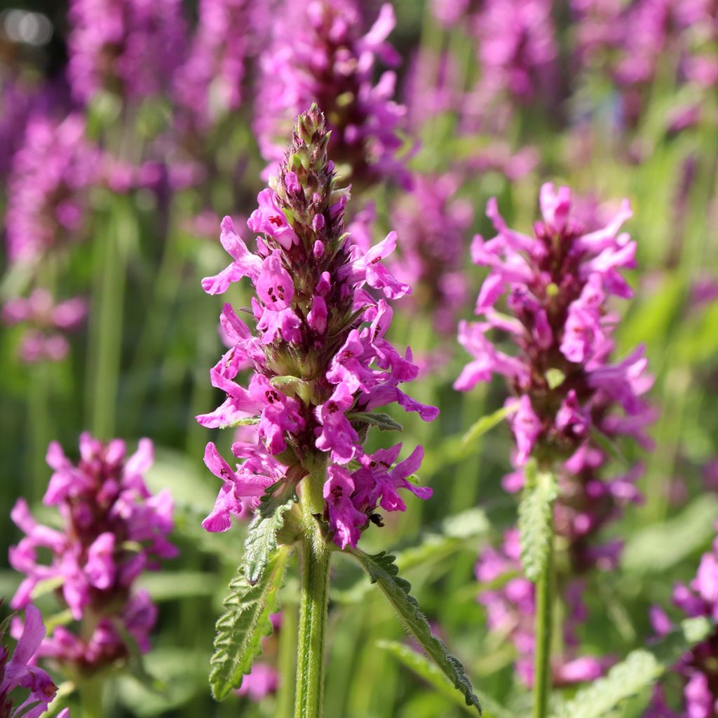 Rohtopähkämö - Stachys officinalis