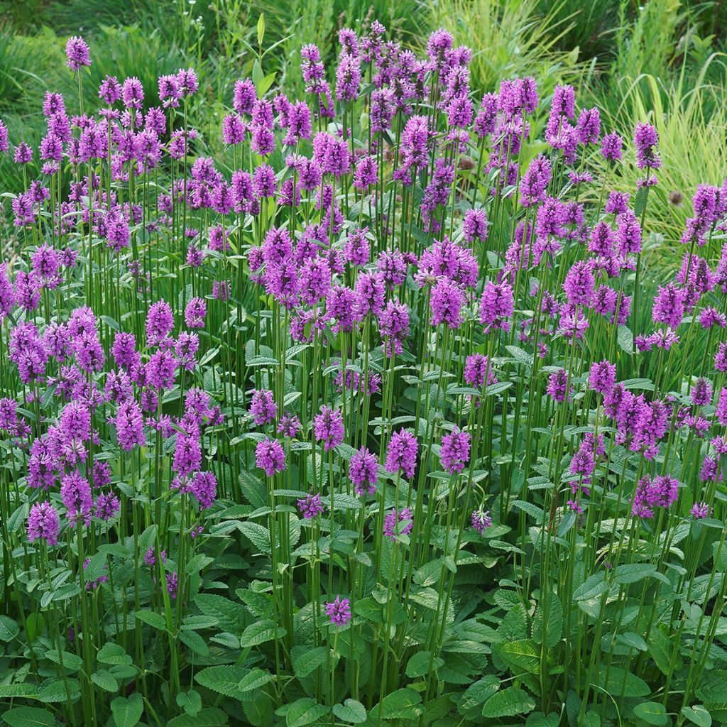 Rohtopähkämö - Stachys officinalis
