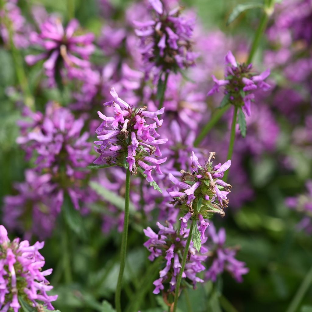Rohtopähkämö - Stachys officinalis