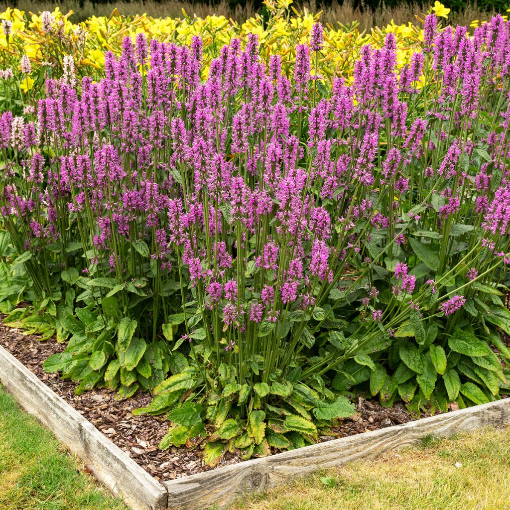 Rohtopähkämö - Stachys officinalis