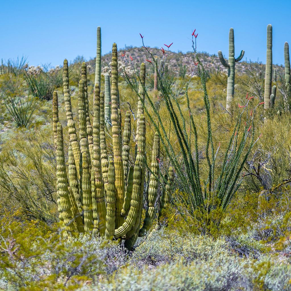 Stenocereus thurberii