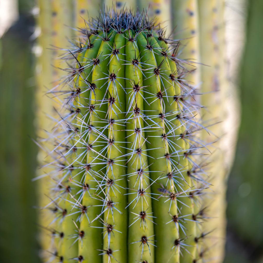 Stenocereus thurberii