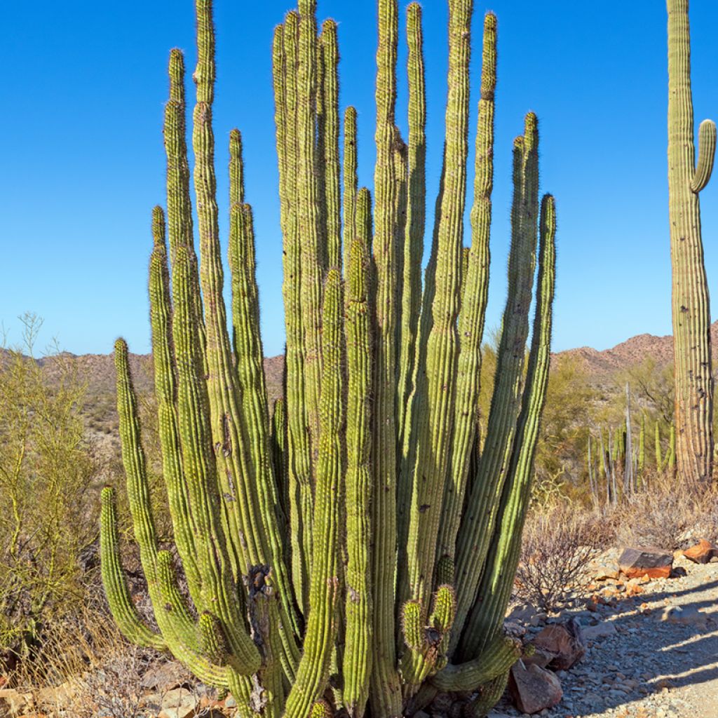 Stenocereus thurberii