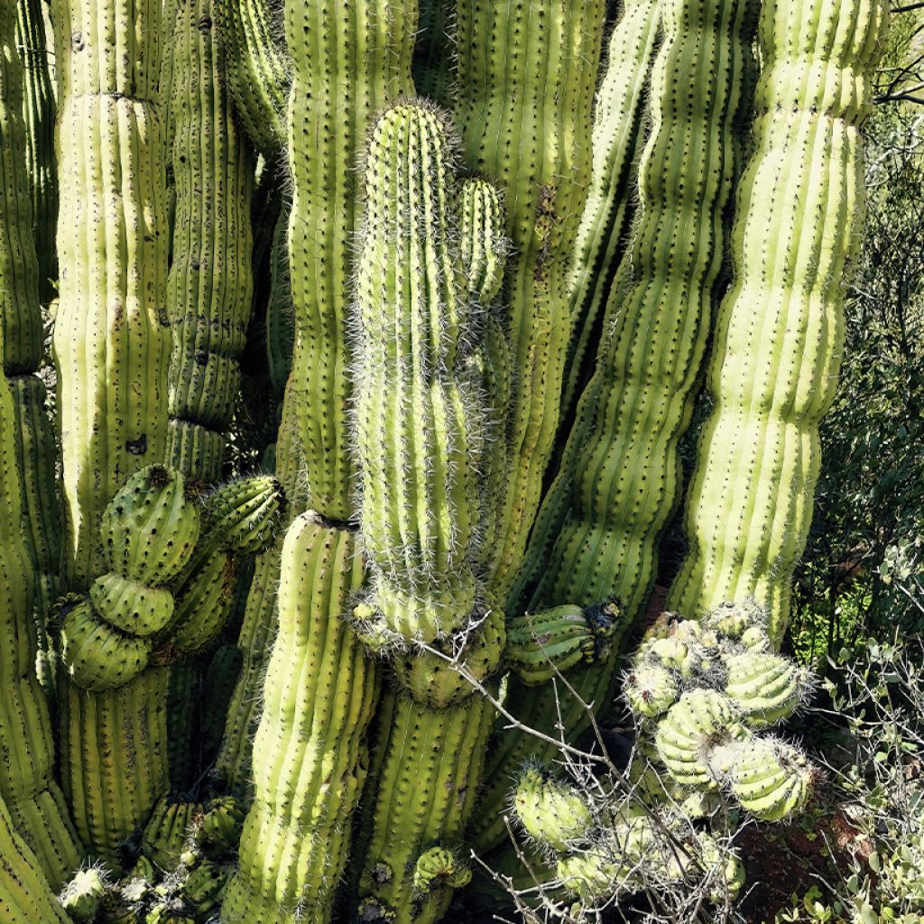 Stenocereus thurberii