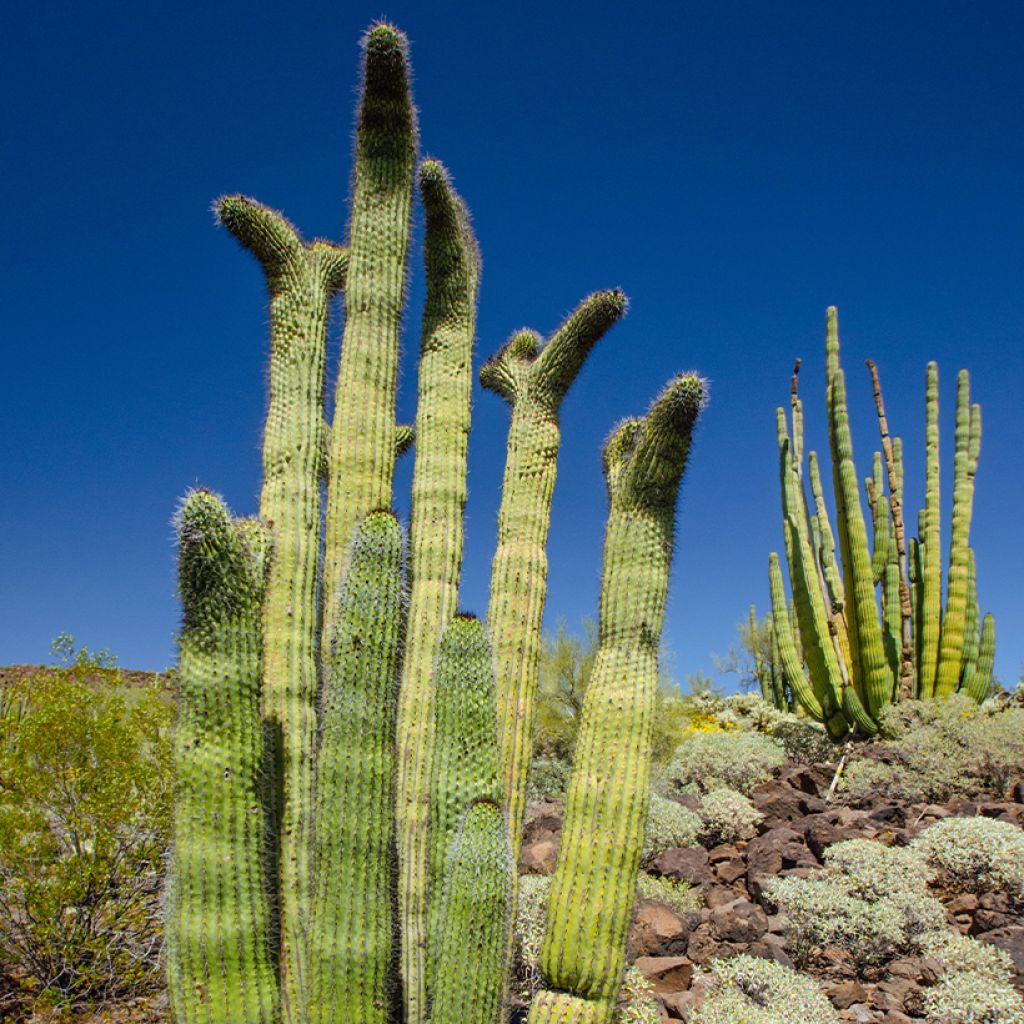 Stenocereus thurberii