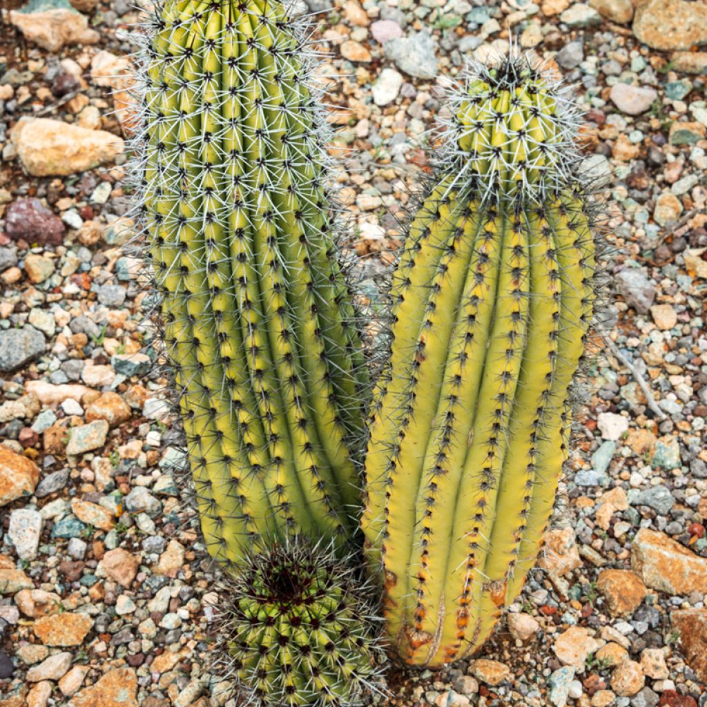 Stenocereus thurberii