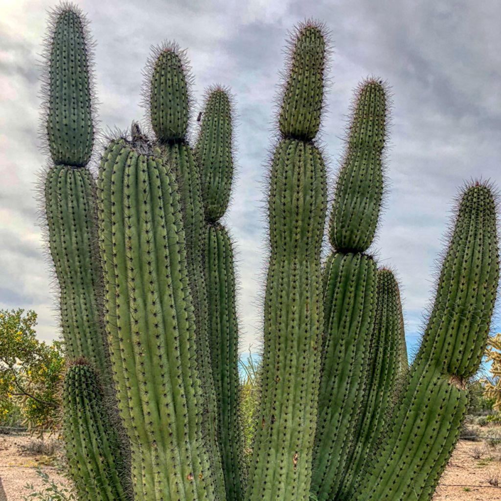 Stenocereus thurberii