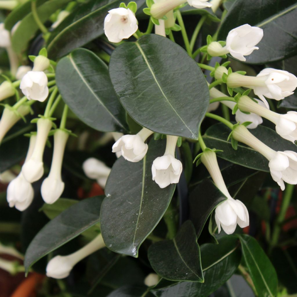 Stephanotis jasminoides