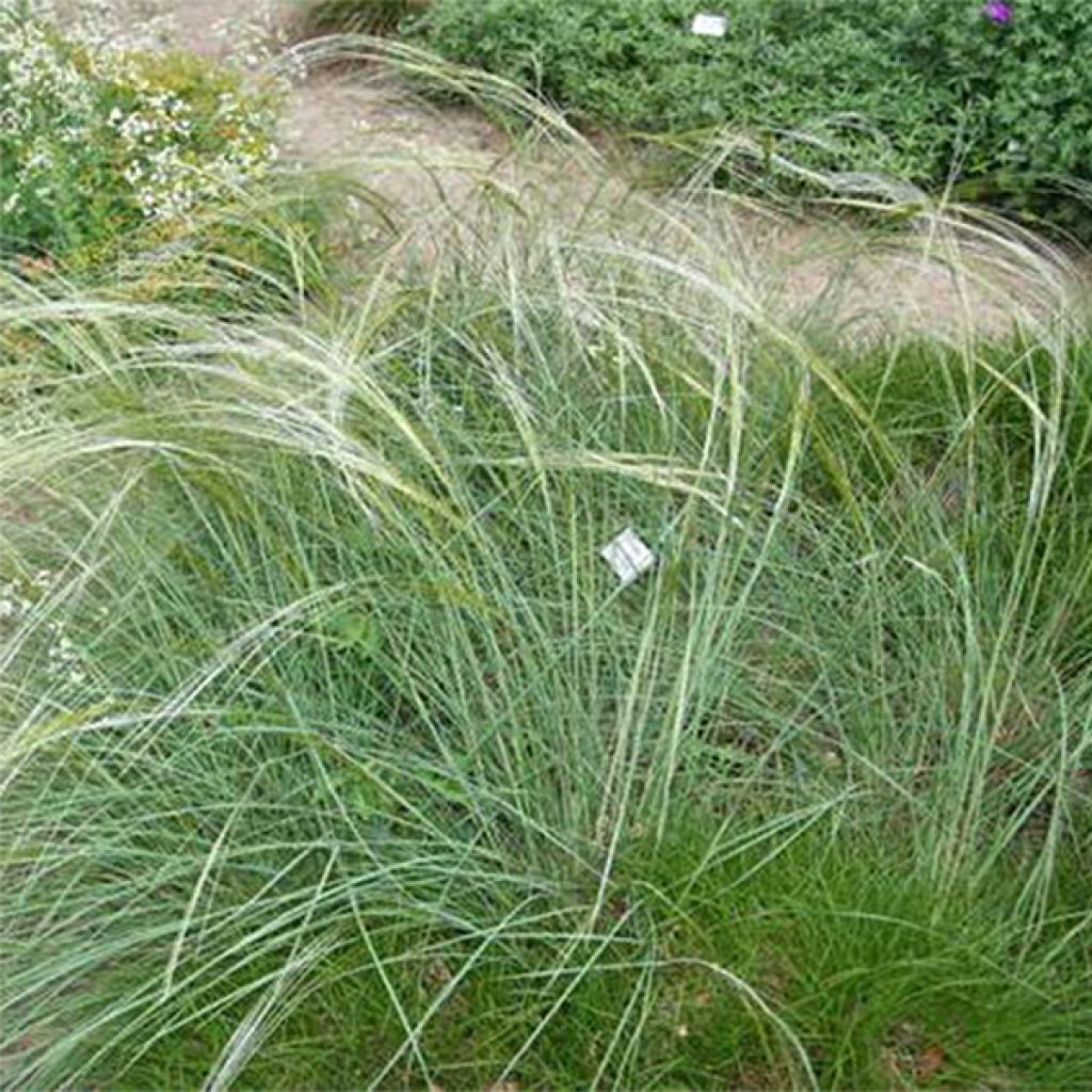 Jouhihöyhenheinä - Stipa capillata