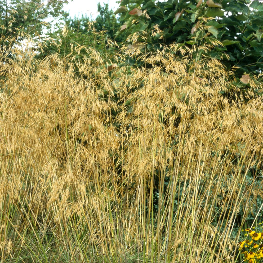 Jättihöyhenheinä - Stipa gigantea