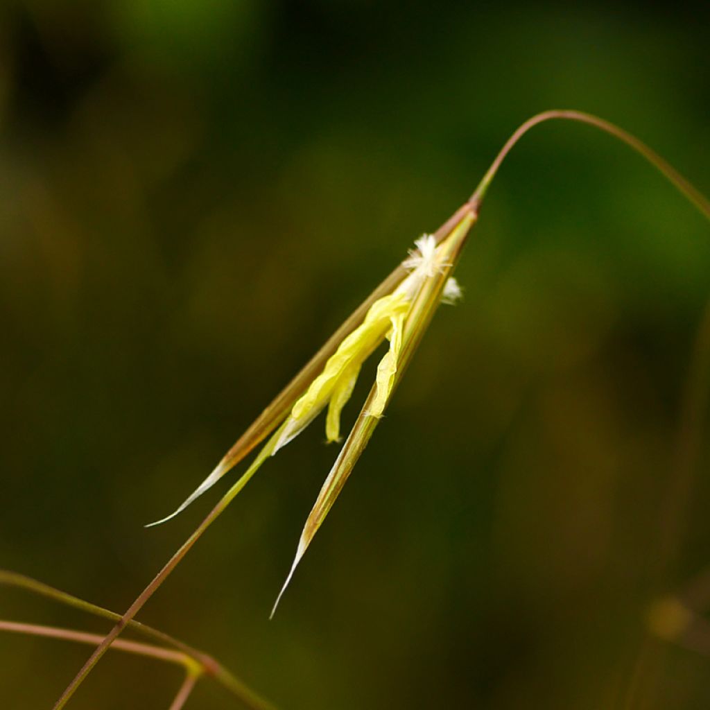 Jättihöyhenheinä - Stipa gigantea