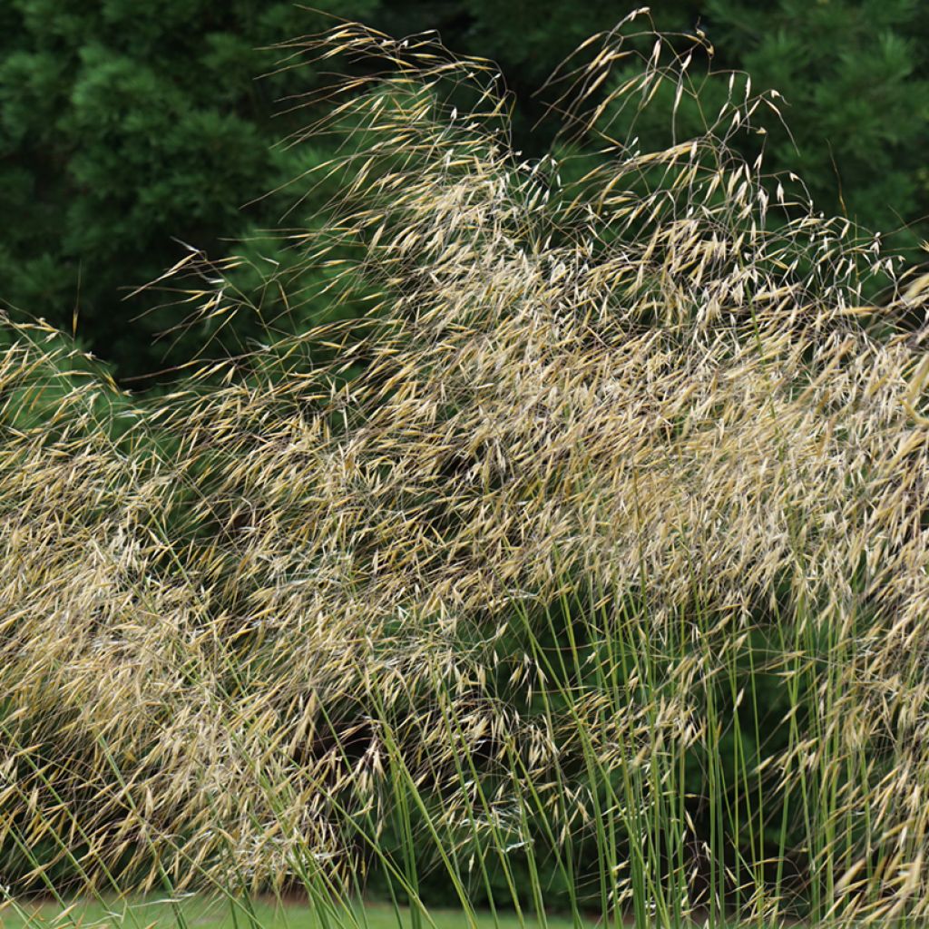 Jättihöyhenheinä - Stipa gigantea